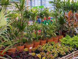 صورة المنشور