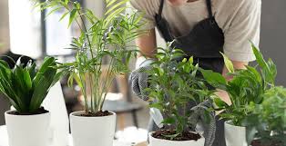 صورة المنشور