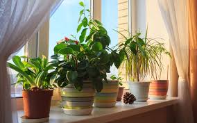 صورة المنشور